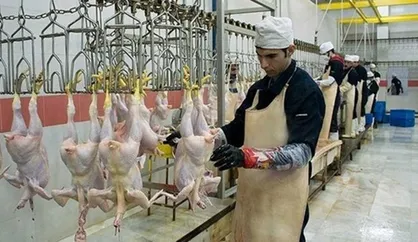 عرضه ۱۹۰ هزارتن مرغ به کشتارگاه&zwnj;های رسمی کشور در سال قبل