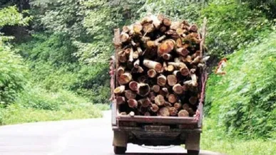 کشف بیش از ۲ تن چوب قاچاق بلوط و دستگیری ۵ سارق در بویراحمد