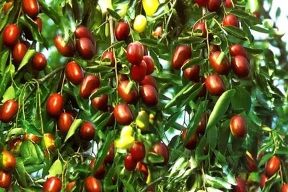 بازار پر رونق عناب در اختیار چینی&zwnj;ها / ۹۷ درصد عناب ایران در خراسان جنوبی تولید می&zwnj;شود