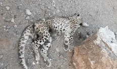 کشف لاشه یک پلنگ سالخورده در حیات‌وحش عباس‌آباد اصفهان