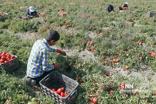 برداشت گوجه