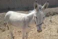 دستگیری عوامل حیوان آزاری در بهشهر