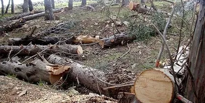 کمیسیون شهرسازی به لایحه شهرداری تهران برای تعیین تعرفه جابجایی درختان ایراد گرفت