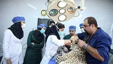نتایج اولیه آزمون بورد تخصصی دامپزشکی دانشگاه آزاد اعلام شد