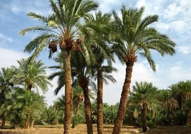 ۲۰ هزار تن خرما از نخیلات شادگان برداشت شد