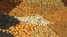 تردید واردکنندگان نهاده‌ها در عمل به وعده تخصیص ارز