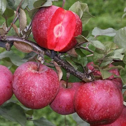 ۳۵ هزارتن سیب از باغ&zwnj;های شاهرود برداشت خواهد شد