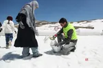 دبب