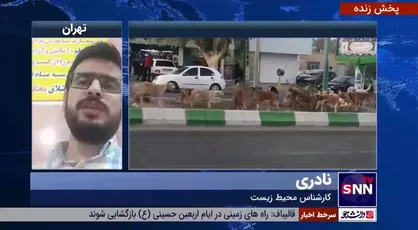 کارشناس محیط زیست: غذادادن به سگ&zwnj;های ولگرد در کشورهای اروپایی جریمه و مجازات دارد