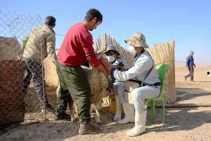 واکسیناسیون ۶ هزار رأس دام سبک و ۲۵۰ رأس دام سنگین در خدابنده