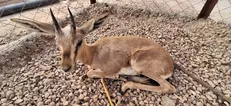 نجات بره گونه جبیر در شهرستان طبس خراسان جنوبی