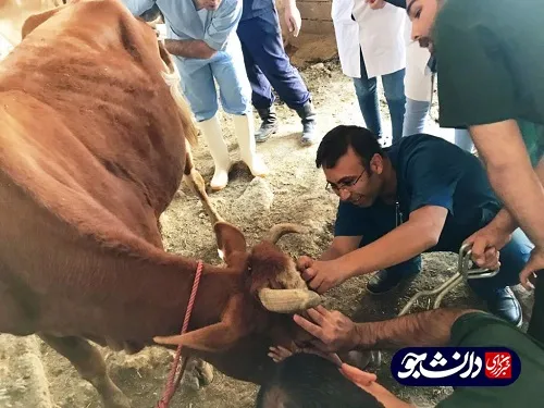 فعالیت جهادگران قرارگاه جهادی دانشگاه آزاد خوزستان در منطقه سیل زده شادگان