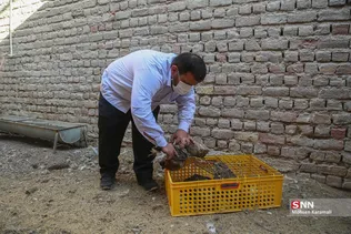 رهاسازی ۹ قطعه پرنده شکاری و آبزی در تالاب بهشت معصومه
