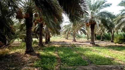 طلای سیاه سیستان و بلوچستان به کام پاکستان