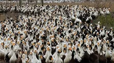 ۱۰۰ هزار اردک چینی به جنگ ملخ‌های صحرایی پاکستان رفتند