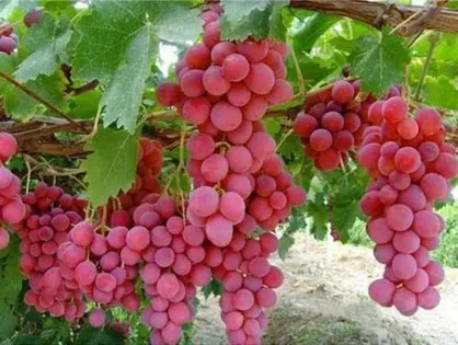 چرا عمکلرد محصولات باغی ترکیه بیشتر از ایران است؟