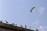 پرندگان مهاجر