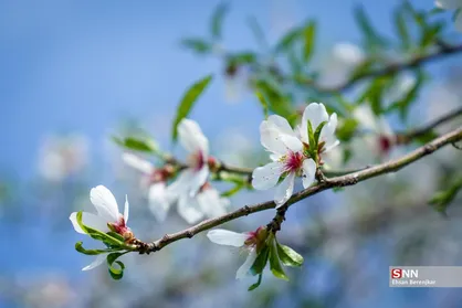 شکوفه&zwnj;های بهاری مهارلو