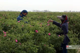  برداشت گل محمدی در قم 