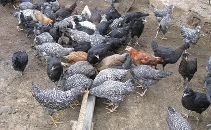 ماکنعلی: سهمیه نهاده و سوخت به واحـدهای پرورش طیور فاقد بیمه قطع شود