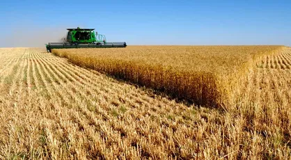 خطر در بیخ گوش صنعت کشاورزی؛ گندم مانند بنزین در باتلاق قاچاق فرو می&zwnj;رود؟
