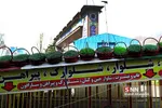 ماهی قرمز و سبزه شب عید