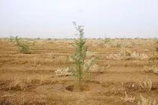 کاهش ۶۵ درصدی اعتبارات بیابان‌زدایی