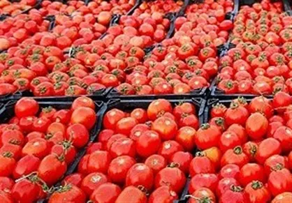کاهش قیمت گوجه به ۴ هزارتومان تا ۲ هفته آینده