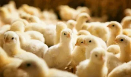 اسدالله&zwnj;نژاد: تولید جوجه یک روزه ۱۰ درصد کاهش پیدا کرده