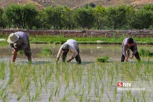 شالی برنج بجنورد