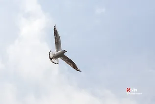 پرندگان مهاجر