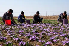خرید حمایتی زعفران در خراسان رضوی به ۲۲ تن رسید