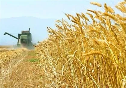خرید ۴ میلیون و ۸ هزار تن گندم از کشاورزان
