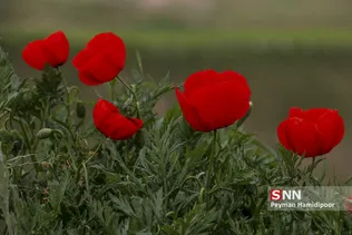 شقایق وحشی