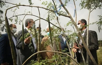 کشت انبوه گیاهان سازگار با کم آبی به همت اساتید دانشگاه خلیج فارس از امسال در بوشهر آغاز می&zwnj;شود