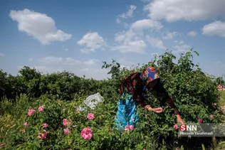 برداشت گل و گلاب‌گیری در باغ‌های موقوفه آستان مقدس حضرت فاطمه معصومه‎ (س)