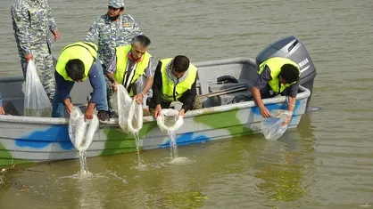 آزادسازی ۳۴۰۰ قطعه بچه ماهی خاویاری