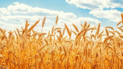 قیمت گندم ۱۰ شهریور تعیین می&zwnj;شود