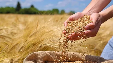 پیش‌بینی خرید ۶۰۰ هزار تن گندم از کشاورزان همدانی