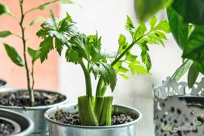 خرید بذر سبزیجات در فروشگاه اطلسی ها