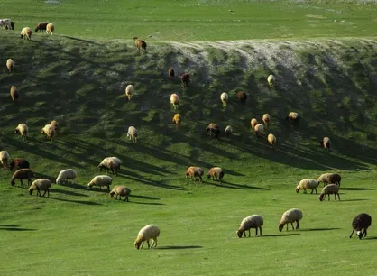 بیش از ۵۰  دام&zwnj; غیرمجاز از مراتع استان قزوین اخراج شدند