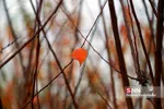 fall