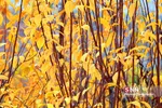 fall