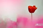فصل بهار و میهمانی لاله ها