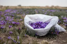 زخم بحران آب بر تن تولید زعفران خراسان رضوی