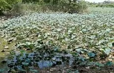 بازدید و بررسی میدانی فعالان دانشجویی دانشگاه آزاد لاهیجان از تالاب سوستان + فیلم