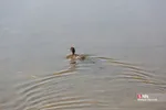 رهاسازی ۹ قطعه پرنده شکاری و آبزی در تالاب بهشت معصومه