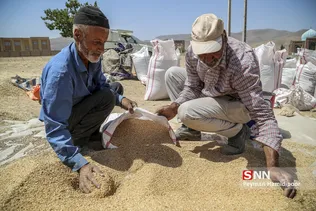 برداشت گندم