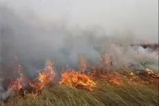 برای استخراج نفت، هورالعظیم را خشک کردند/ رئیس سازمان محیط زیست ۶ ماه است به خوزستان نیامده!