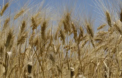 پیش&zwnj;بینی تولید ۱۵۵ هزار تن گندم در چهارمحال و بختیاری